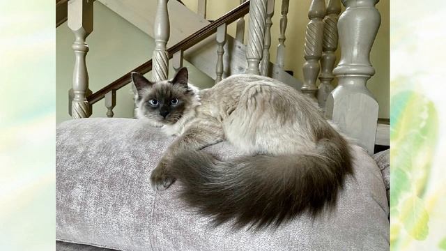 Наш котёнок почувствовал себя Гендальфом и не пускал нас на улицу смотреть онлайн