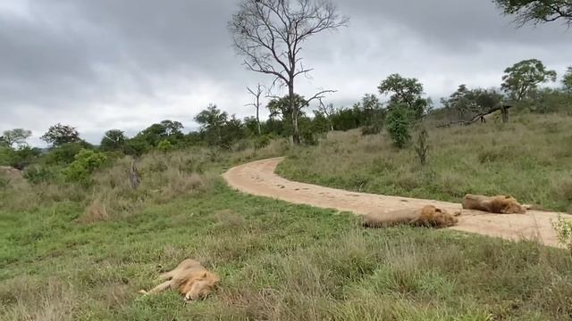 Lion Sands Game Reserve - Surprise our tracker looking at the sleeping Kings. смотреть онлайн