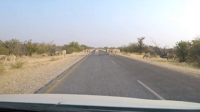 De safari en Etosha, Namibia смотреть онлайн