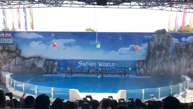 DOLPHIN SHOW IN BANGKOK | Safari world Bangkok Thailand dolphins show смотреть онлайн