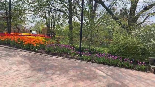 Home Safari - Zoo Blooms - Cincinnati Zoo смотреть онлайн