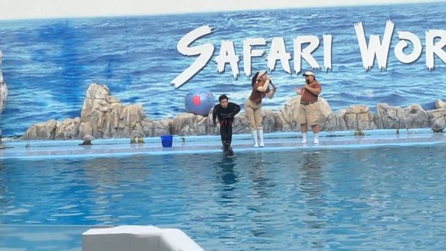 Dolphin Show at Safari World Bangkok. смотреть онлайн