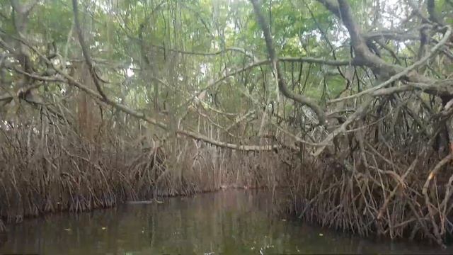 Madu River safari, Balapitiya, Sri Lanka смотреть онлайн