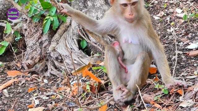 Really smart and brave baby monkey SARO learn to climb trees by themselves смотреть онлайн