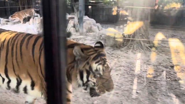 Safari Park-Shenzhen CHINA🇨🇳 ||𝘈𝘪𝘋𝘢𝘪𝘭𝘺 смотреть онлайн