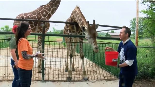 Ozarks FOX AM-LIVE at Wild Animal Safari Part 4-05/25/21 смотреть онлайн