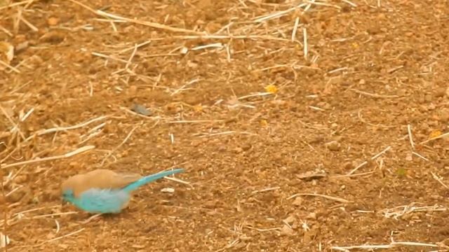 Blue Waxbill смотреть онлайн