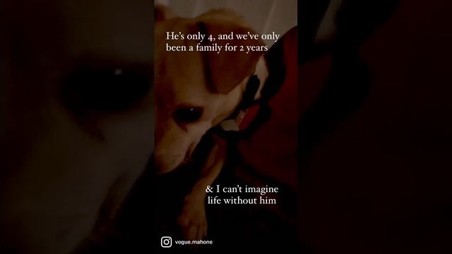 Brave Little Frankie Needs Your Help To Get Better! смотреть онлайн