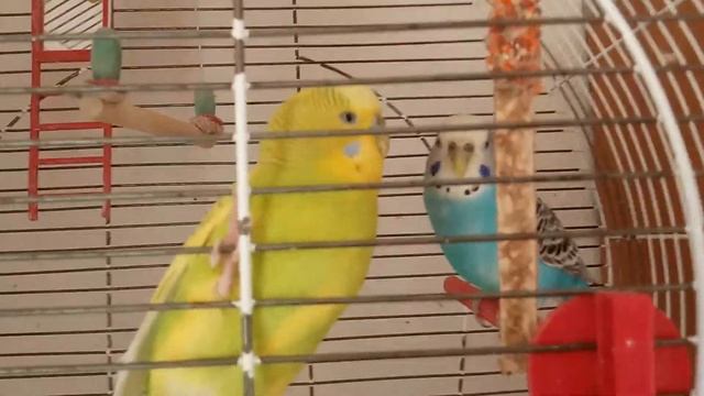 Кто у меня есть кроме морских свинок