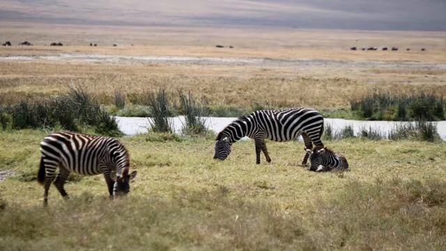 Dia 5 safari Ngorongoro parte 3 смотреть онлайн