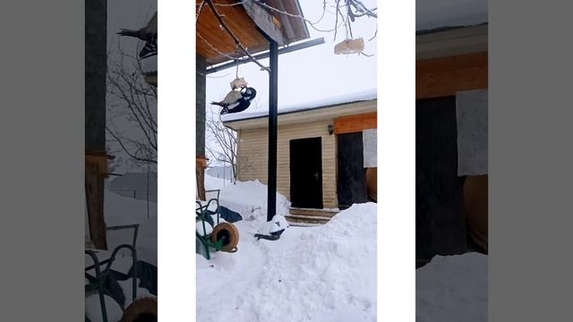 ДЯТЕЛ ЕСТ САЛО