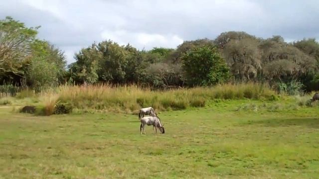 Animal Kingdom - Day 4 - Safari смотреть онлайн