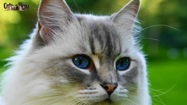 Cats & Classical - 9th Symphony Finale. Beethoven