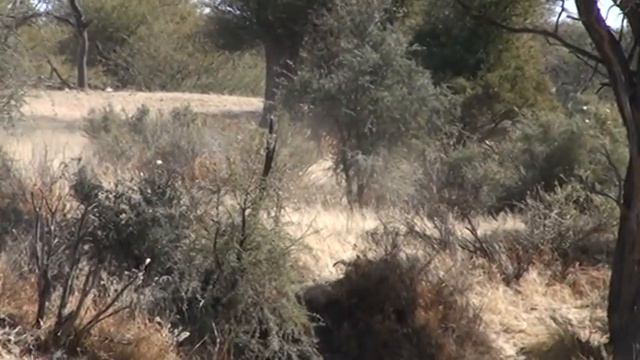 Okapuka, Namibia смотреть онлайн