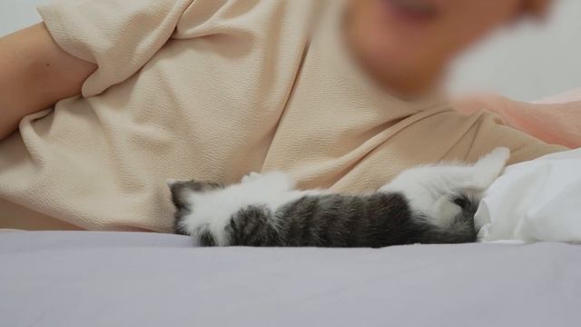 A Baby Kitten's Cute Behavior When They got a little Upset смотреть онлайн