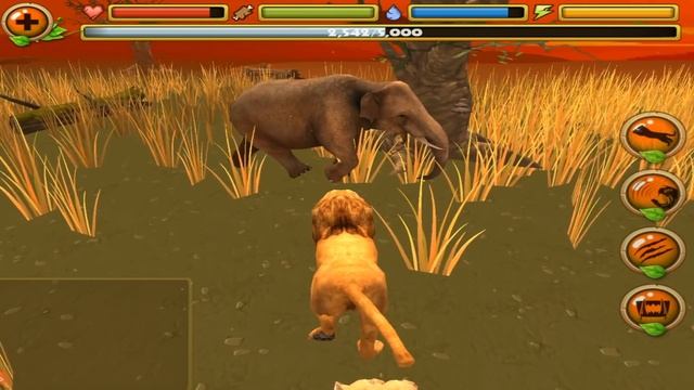 The Lion, Safari Simulator, By Gluten Free Games