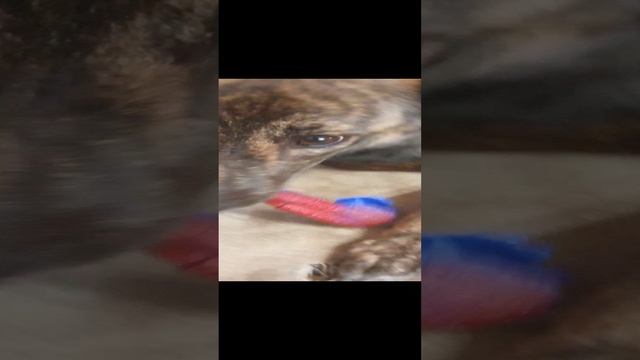 крутые видио смотреть онлайн