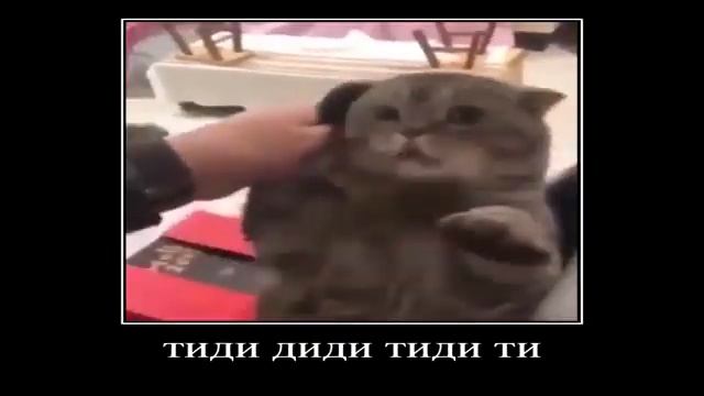 КОТ ЗВОНИТ ПО ТЕЛЕФОНУ.