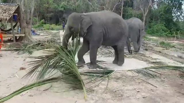 Sammy elephant care samui смотреть онлайн