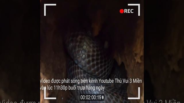 These brave men have great snake catching skills смотреть онлайн