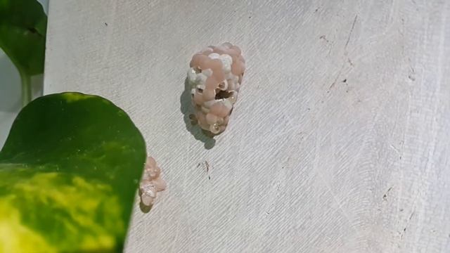 APPLE SNAIL EGGS HATCHING смотреть онлайн