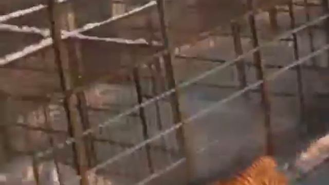 Очень красивые кошечки!!! смотреть онлайн
