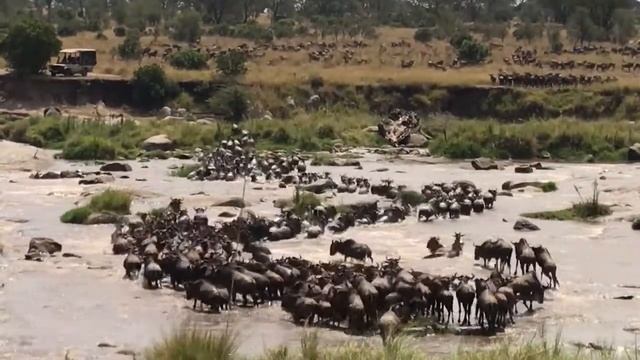 Lemala Kuria Hills Lodge - Live Experience Review Mara River crossing смотреть онлайн