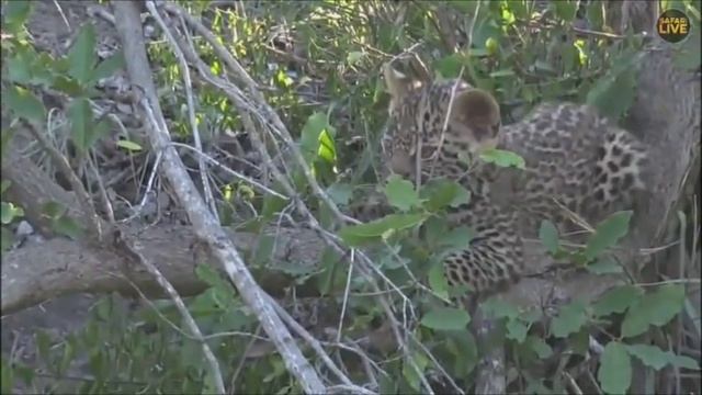 Safari Live : Thandi Female Leopard with her Cub and a Warthog kill this afternoon Jan 17, 2018 смотреть онлайн