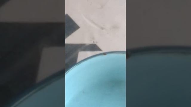 Мы спасли божьих коровок и им 6 лет попали в бассейн! смотреть онлайн