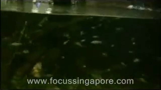 Singapore Night Safari смотреть онлайн