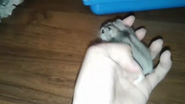 Вся правда о Хомяках!!!