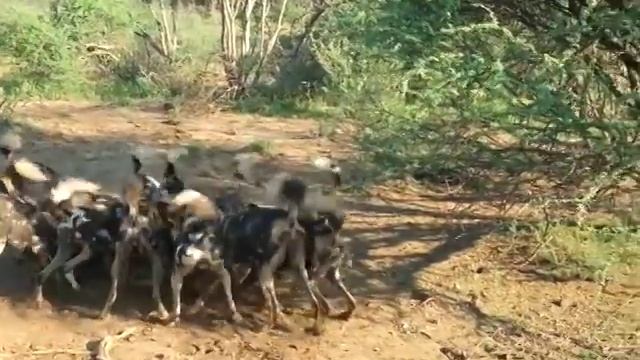 MADIKWE, Wild dog kill - Makanyane Safari Lodge смотреть онлайн