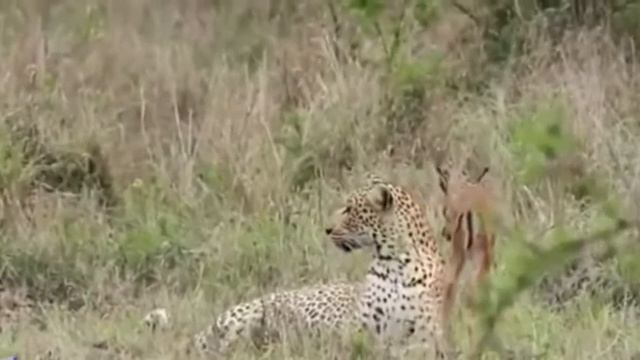lion vs leopard best attacks смотреть онлайн