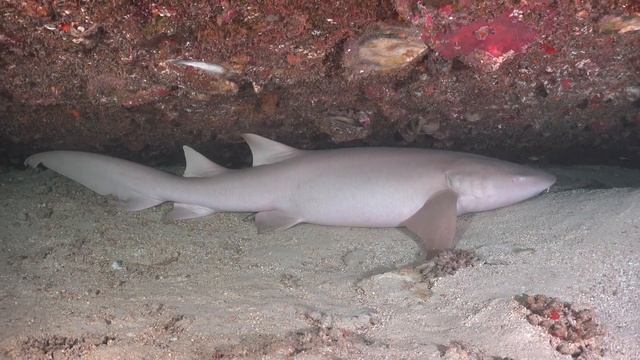 Safari Cruise *StarDivers Expeditions Maldives 29th October to 12th November 2017 смотреть онлайн