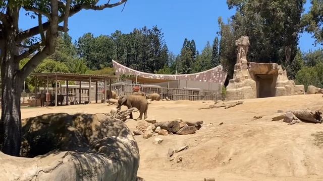 San Diego Zoo Safari Park 08.2020 смотреть онлайн