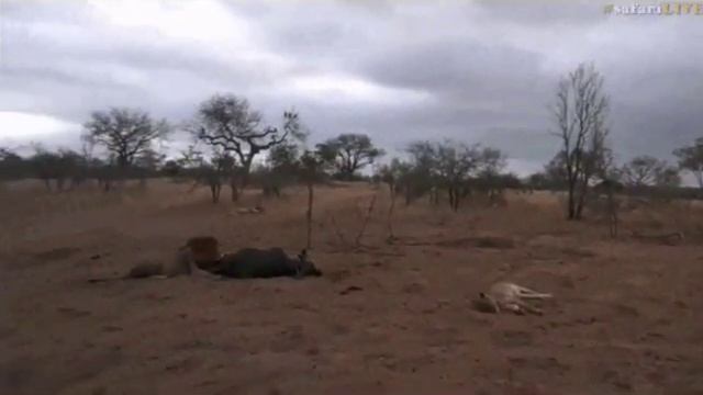 Pt 1 Safari Live's Sunset Safari Drive at 3:30 PM on Aug 26, 2017 ( Lions & Hosana ) смотреть онлайн