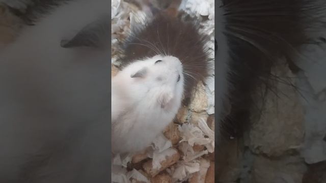 хамяк ест шкурку норки