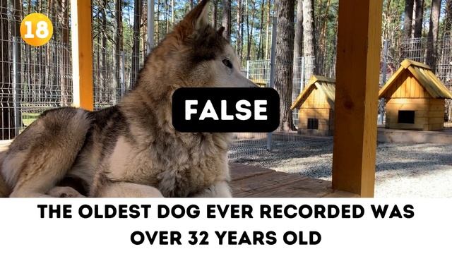 True or False General Knowledge Quiz #7 - Questions and Answers - Trivia Questions - 35 GK Question смотреть онлайн