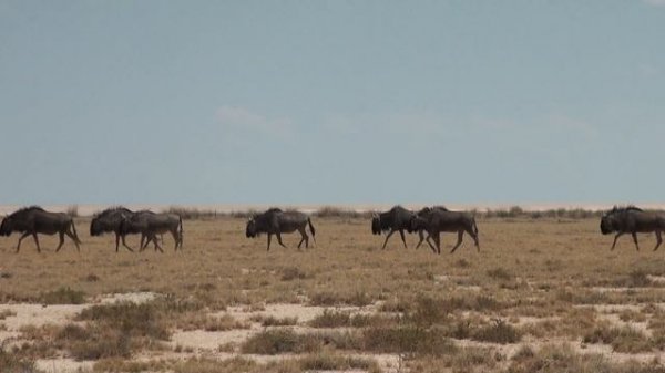 Full day safari in Etosha
