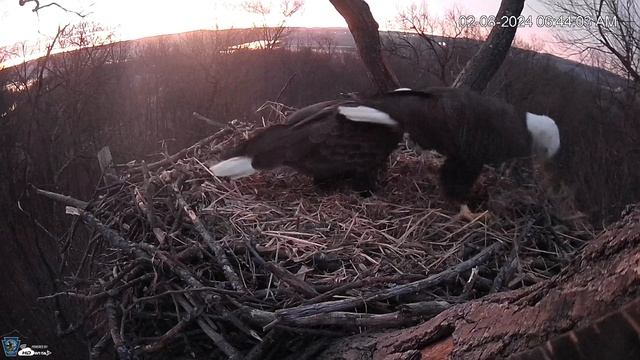 Hanover, PA Live Streaming Bald Eagle Nest Webcam HDOnTap com — Mozilla Firefox 2024 02 08 06 38 смотреть онлайн
