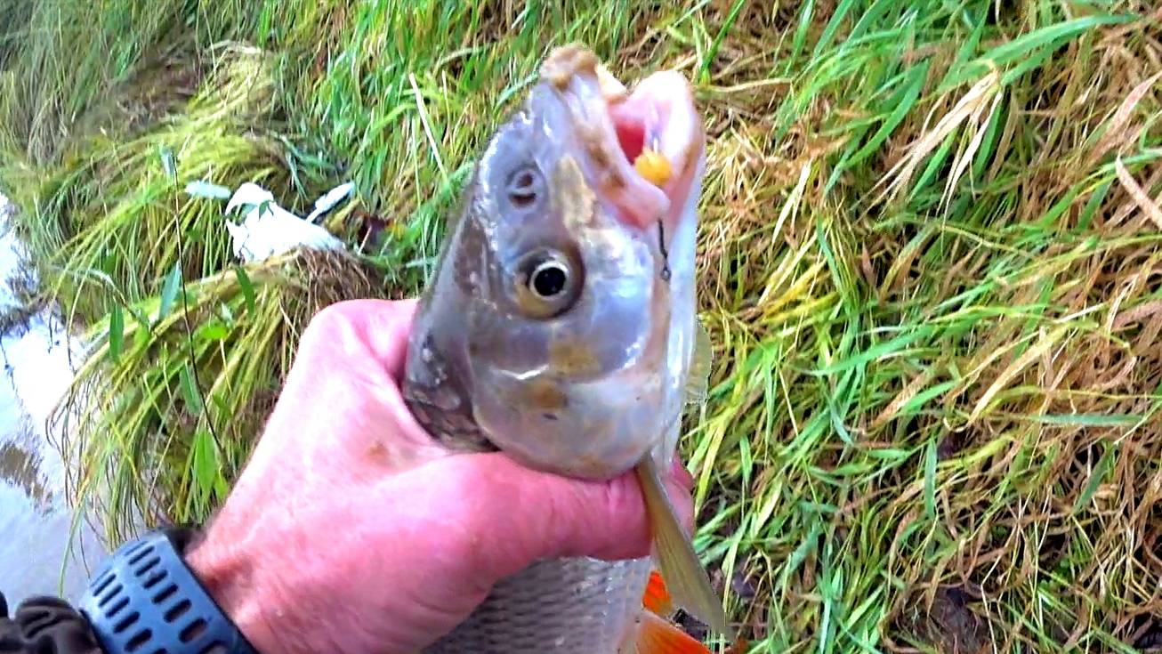 СХВАТИЛ НА ЖИВЦА. смотреть онлайн