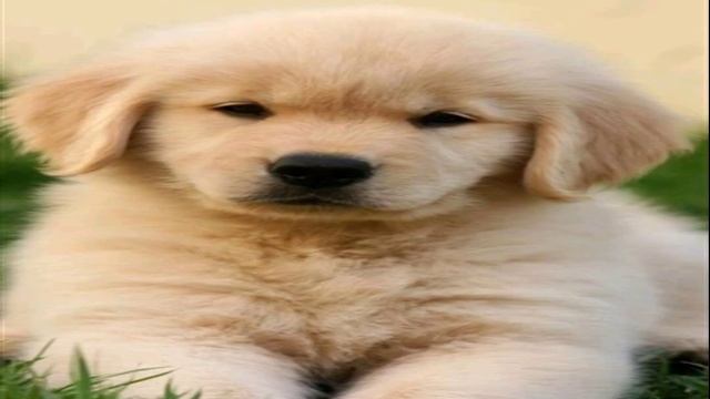 TEA ACOUSTIC Losing you WHISPERS OF OWN WAY Morning brave Life Accept constructive criticism смотреть онлайн