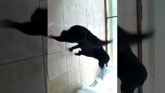 CARERRA DE ABIONES смотреть онлайн