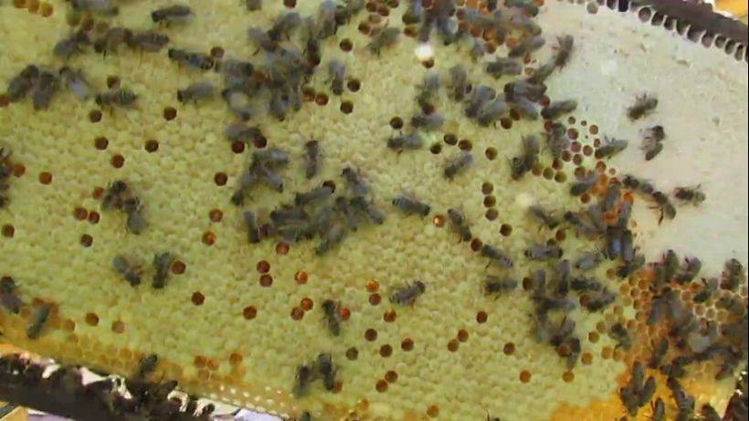 пчеловодство на ячейке 4,9 мм - часть 20, пчелы уже на 15 рамках с ячейкой 4,9 мм, 15.10.2023 смотреть онлайн