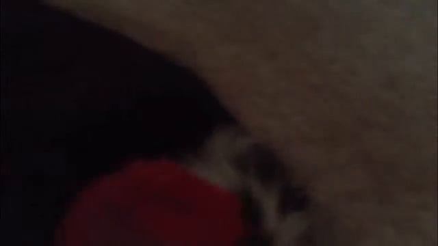 Brave Dogs With Scary Flowers