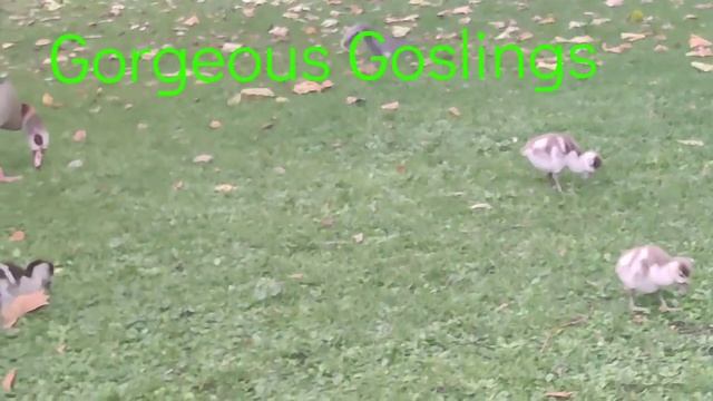 Walxridgeway special events. Walk through London Parks, Supper and Opera смотреть онлайн