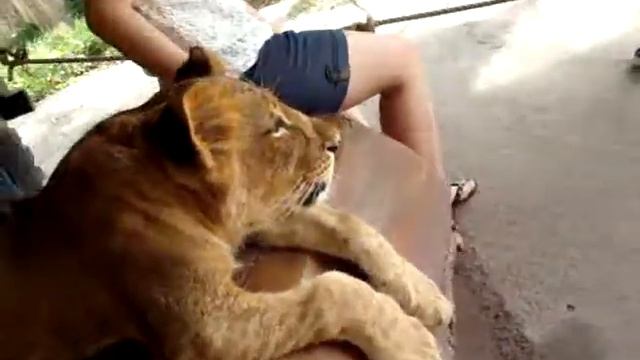 in Bali Safari Marines Park смотреть онлайн