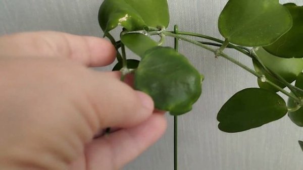 Блиц обзор сорта - дисхидия Apple Leaf