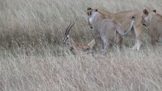 East Africa Safari - July, 2016 смотреть онлайн