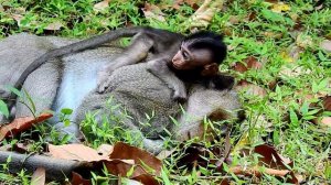 The Best Video! Brave baby monkey protect father from King monkey.